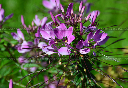 Клеома колючая (лат. Cleome spinosa), Фиолетовая королева (лат. Violet Queen) Стоковое фото, фотограф lana1501 / Фотобанк Лори