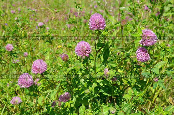 Клевер луговой (лат. Trifolium pratense) Стоковое фото, фотограф Елена Коромыслова / Фотобанк Лори