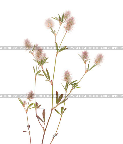 Клевер пашенный, Trifolium arvense, изолированно на белом. Стоковое фото, фотограф Tamara Kulikova / Фотобанк Лори