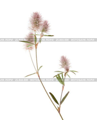 Клевер пашенный, Trifolium arvense, изолированно на белом. Стоковое фото, фотограф Tamara Kulikova / Фотобанк Лори