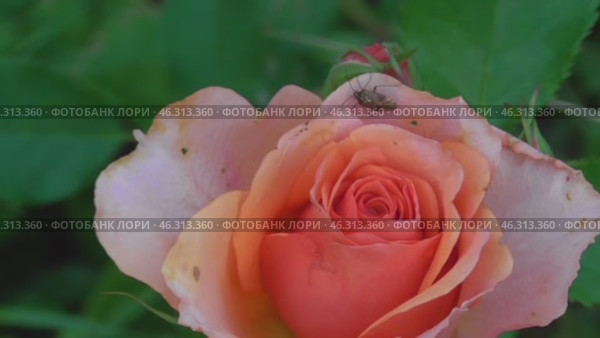 Клоп садовый сидит на розе. Стоковое видео, видеограф Алиса Сокол / Фотобанк Лори