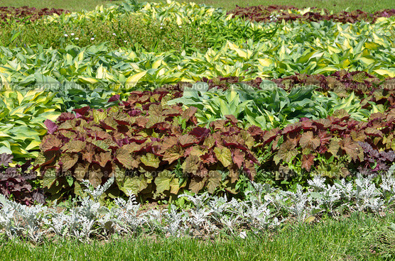 Клумба из Хосты (лат. Hosta) и Гейхеры (лат. Heuchera) Стоковое фото, фотограф Елена Коромыслова / Фотобанк Лори