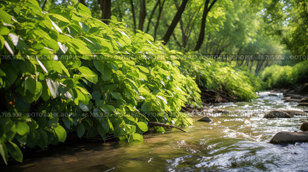 knotweed invasive plants ai generated. Стоковое AI-изображение, AI-художник Vectorwin / Фотобанк Лори