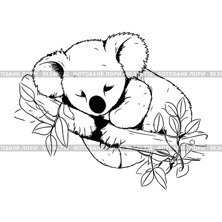 Koala bear with eucalyptus branch. Hand drawn vector illustration. Стоковая иллюстрация, агентство Ingram Publishing / Фотобанк Лори