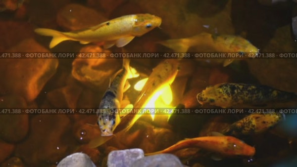 Koi carp orange, yellow swim in artificial water with lighting, fish in a restaurant. Стоковое видео, видеограф Ольга Ильина / Фотобанк Лори
