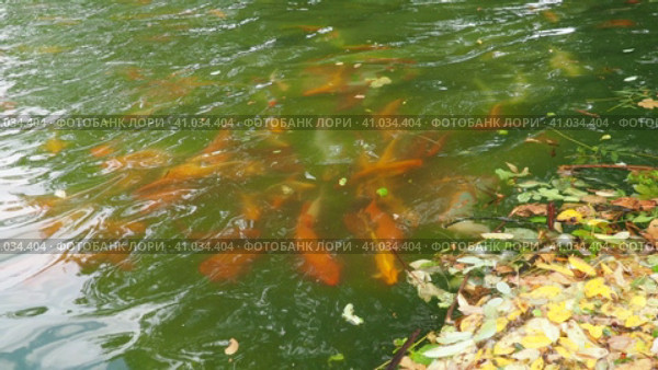 Koi or brocade carp nishikigoi are ornamental domesticated fish bred from the Amur subspecies of carp Cyprinus carpio. Eurasian carp or European carp, common carp, freshwater fish of eutrophic waters. Стоковое видео, видеограф Юлия Петровская / Фотобанк Лори
