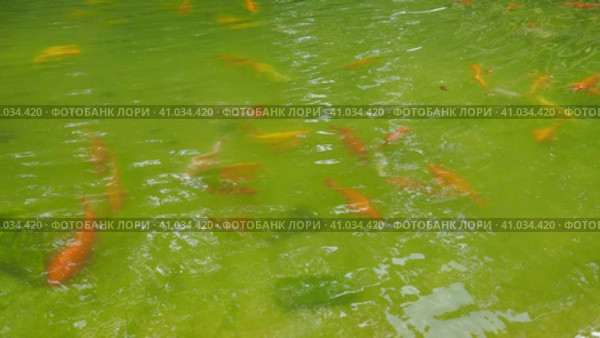 Koi or brocade carp nishikigoi are ornamental domesticated fish bred from the Amur subspecies of carp Cyprinus carpio. Eurasian carp or European carp, common carp, freshwater fish of eutrophic waters. Стоковое видео, видеограф Юлия Петровская / Фотобанк Лори