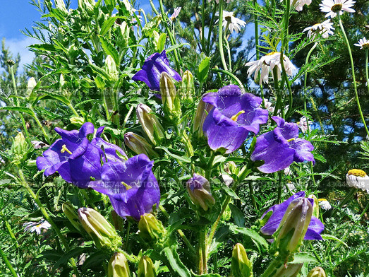 Колокольчик средний (лат. Campanula medium), форма с махровыми цветками (двойным венчиком). Травянистое двулетнее растение; вид рода Колокольчик. Стоковое фото, фотограф Сергей Елизарьев / Фотобанк Лори