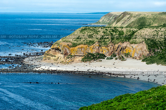 Командорские острова - лежбище морских котиков и сивучей. Стоковое фото, фотограф Денис Черкашин / Фотобанк Лори