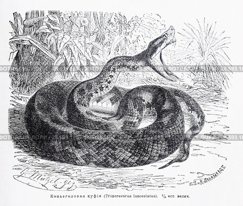 Копьеголовая куфия (Trimeresurus lanceolatus) - рисунок  из книги А. Брэма "Жизнь животных" 1896 г. Стоковая иллюстрация, иллюстратор Вера Смолянинова / Фотобанк Лори