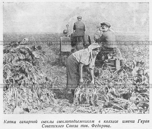 Копка сахарной свеклы свеклоподъемником в колхозе имени Героя Советского Союза товарища Федорова. Стоковая иллюстрация, иллюстратор Макаров Алексей / Фотобанк Лори