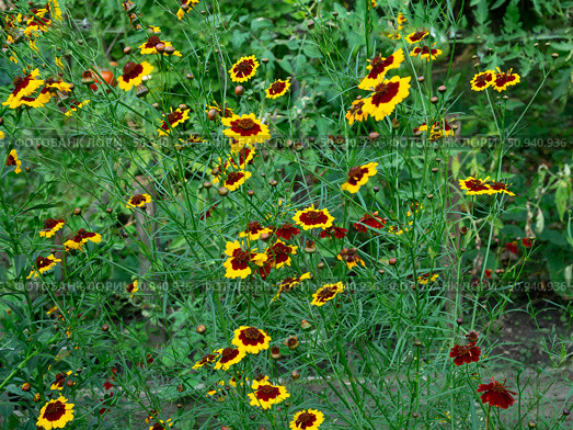 Кореопсис красильный (Coreopsis tinctoria, космея) "Меценат" Стоковое фото, фотограф Лариса Веселова / Фотобанк Лори