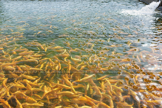 Кормление радужной форели  (лат. Oncorhynchus mykiss) породы Адлерская Янтарная в пруду. Брызги воды от падающих гранул комбикорма. Солнечный день. Стоковое фото, фотограф Наталья Гармашева / Фотобанк Лори