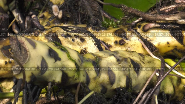 Корни кубышки жёлтой. Roots of water-lily. Стоковое видео, видеограф Евгений Романов / Фотобанк Лори