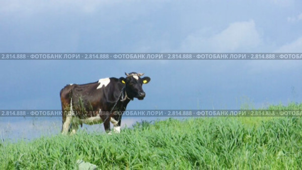 Корова. Стоковое видео, видеограф Алексас Кведорас / Фотобанк Лори