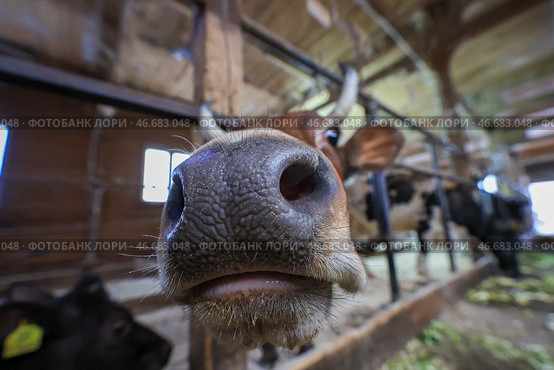 Корова в хлеву на ферме. Стоковое фото, фотограф Наталья Шатохина/NEWS.ru / ТАСС / Фотобанк Лори
