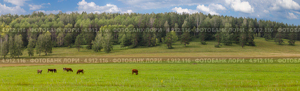 Коровы на пастбище. Стоковое фото, фотограф Рудольф Исаев / Фотобанк Лори
