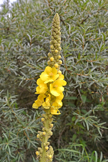 Коровяк скипетровидный (Verbascum densiflorum Bertol.), соцветие крупным планом. Стоковое фото, фотограф Ирина Борсученко / Фотобанк Лори