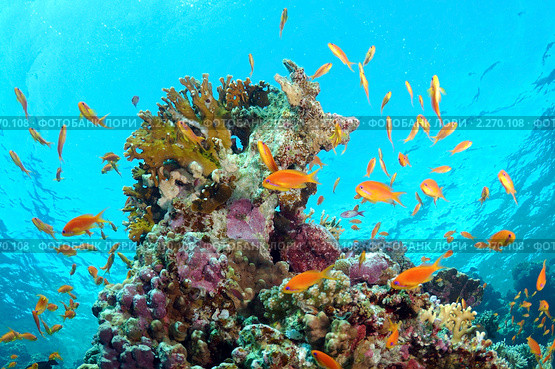 Корраловый риф и стая рыб Антиас лирохвостый голубоглазый (Pseudanthias squamipinnis) Стоковое фото, фотограф Некрасов Андрей / Фотобанк Лори