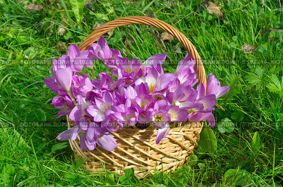 Корзина с цветами безвременника (Colchicum) на траве. Стоковое фото, фотограф Елена Коромыслова / Фотобанк Лори