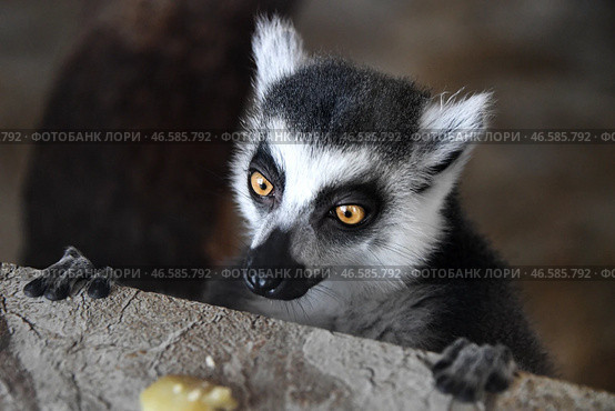 Кошачий лемур. Стоковое фото, фотограф Юрий Смитюк / ТАСС / Фотобанк Лори