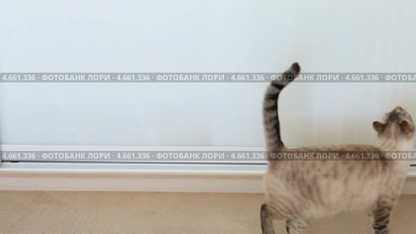 Кошка мяукает. Стоковое видео, видеограф Юлия Машкова / Фотобанк Лори