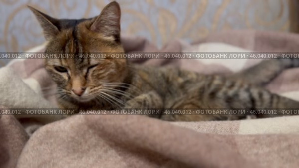 Кошка отдыхает на уютном одеяле в домашней обстановке в вечерние часы Cat relaxing on a cozy blanket in a home setting during the evening hours. Стоковое видео, видеограф Соболева Наталия / Фотобанк Лори
