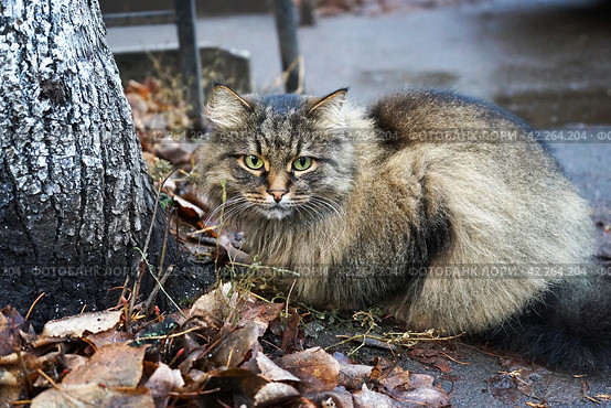 Кошка сидящая у дерева на жухлых листьях. Стоковое фото, фотограф Валерий Леонидович / Фотобанк Лори