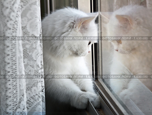 Кошка смотрит в окно. Стоковое фото, фотограф Irina Opachevsky / Фотобанк Лори