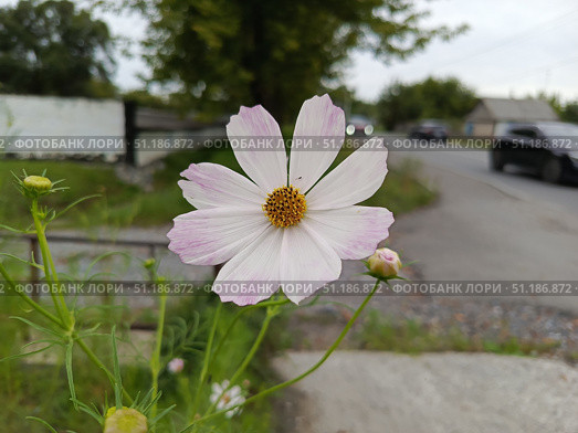 Космея, A light pink flower is growing by the road. Стоковое фото, фотограф Larchenko Alexei / Фотобанк Лори