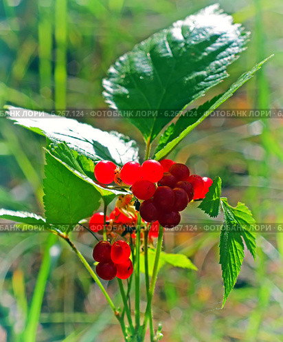 Костяника каменистая (Rubus saxatilis) — многолетнее растение-медонос; вид рода Рубус (Малина) семейства Розовые. Стоковое фото, фотограф Евгений Мухортов / Фотобанк Лори