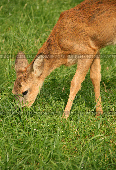 Косуля щиплет зеленую траву (Capreolus capreolus) Стоковое фото, фотограф Щеголева Ольга / Фотобанк Лори