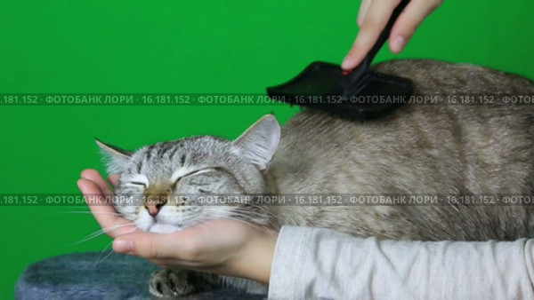 Кота чешут щеткой. Стоковое видео, видеограф Юлия Машкова / Фотобанк Лори