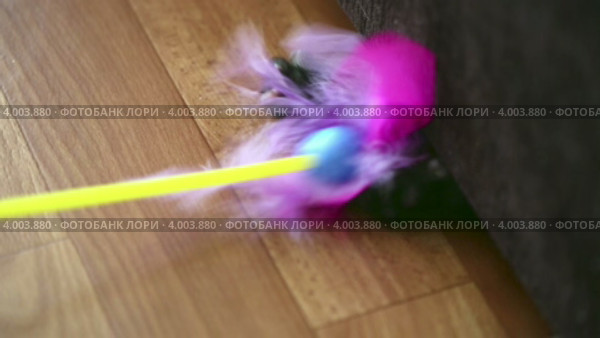 Котенок играет с метелкой для пыли. Стоковое видео, видеограф Игорь Жоров / Фотобанк Лори