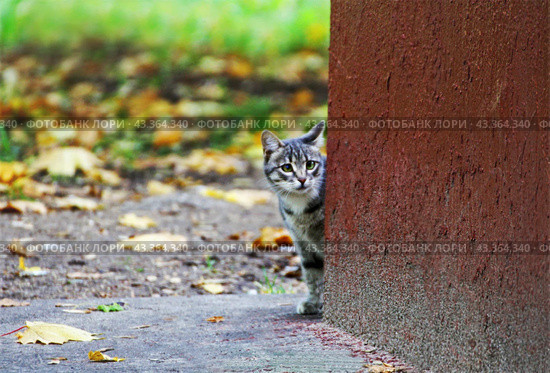 Котенок робко выглядывает из-за угла дома./ Kitten timidly looks out from behind the corner of the house. Стоковое фото, фотограф Наталья Баранова / Фотобанк Лори