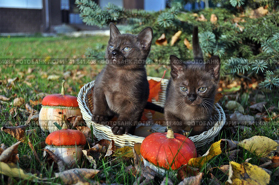 Котята в корзинке. Стоковое фото, фотограф Лариса Вишневская / Фотобанк Лори