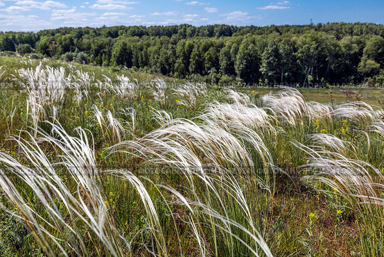 Ковыль красивейший (Stipa pulcherrima K. Koch (семейство Poaceae) в степи. Новосибирская область, Западная сибирь России. Стоковое фото, фотограф Евгений Мухортов / Фотобанк Лори