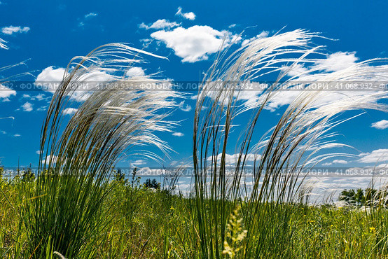 Ковыль красивейший (Stipa pulcherrima K. Koch (семейство Poaceae) в степи. Новосибирская область, Западная сибирь России. Стоковое фото, фотограф Евгений Мухортов / Фотобанк Лори