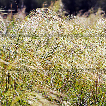Ковыль-волосатик или Ковыль волосовидный ( Stipa capillata) Стоковое фото, фотограф Евгений Мухортов / Фотобанк Лори
