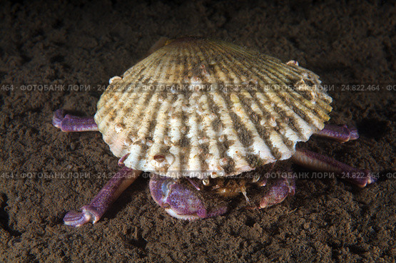 Краб самурай (Paradorippe granulata) Стоковое фото, фотограф Некрасов Андрей / Фотобанк Лори