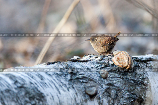 Крапивник. Eurasian Wren (Troglodytes troglodytes) Стоковое фото, фотограф Василий Вишневский / Фотобанк Лори