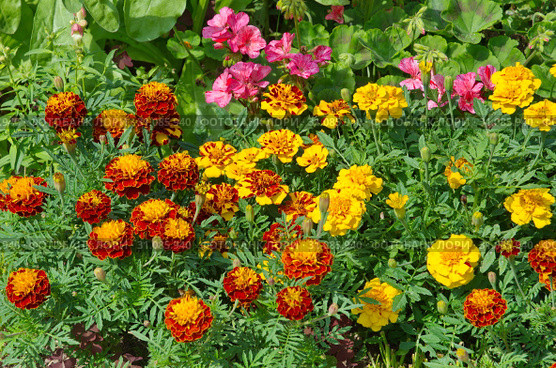 Красивая летняя клумба с яркими бархатцами (лат. Tagetes) Стоковое фото, фотограф Елена Коромыслова / Фотобанк Лори
