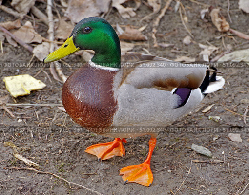 Красивая утка в зоопарке.  A beautiful duck at the zoo. Стоковое фото, фотограф Татьяна Д / Фотобанк Лори