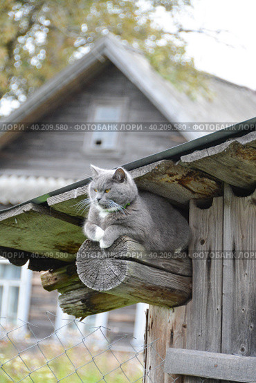 Красивый домашний кот гуляет по улице в теплое время года. A beautiful domestic cat walks down the street in the warm season. Стоковое фото, фотограф Мария / Фотобанк Лори