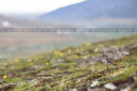 Красивый пейзаж с Большим песочником (Calidris tenuirostris). Дикая птица на склоне сопки в тундре в Арктике. Арктическая природа Чукотки и Сибири. Дальний Восток России. Идеально подходит для дизайна. Размытый фон. Место для текста. Стоковое фото, фотограф Андрей Степанов / Фотобанк Лори