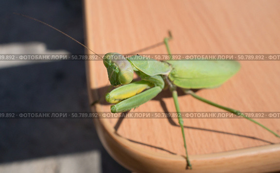 Красивый зеленый богомол. Beautiful green mantis. Стоковое фото, фотограф Татьяна Д / Фотобанк Лори