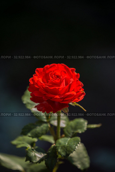 Красная роза сорта Сандра. Стоковое фото, фотограф Юлия Бабкина / Фотобанк Лори