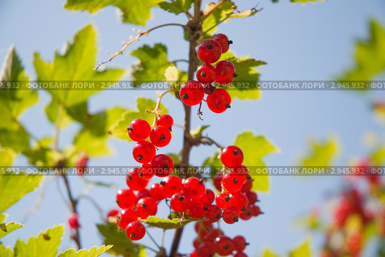 Красная смородина. (Ribes rubrum) Стоковое фото, фотограф Алёшина Оксана / Фотобанк Лори