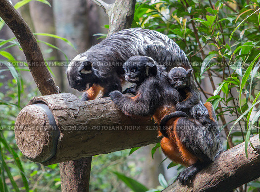 Краснобрюхий тамарин. White lipped / Red bellied tamarin. Стоковое фото, фотограф Галина Савина / Фотобанк Лори