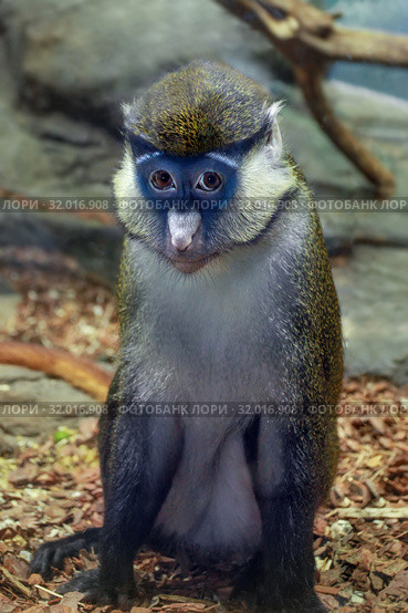 Краснохвостая мартышка (Cercopithecus ascanius schmidti) Стоковое фото, фотограф Татьяна Белова / Фотобанк Лори